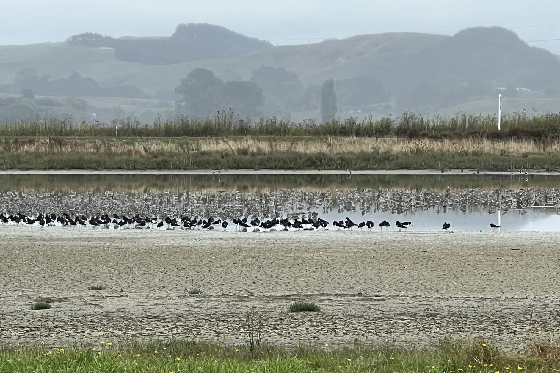 MigratorybirdsThames